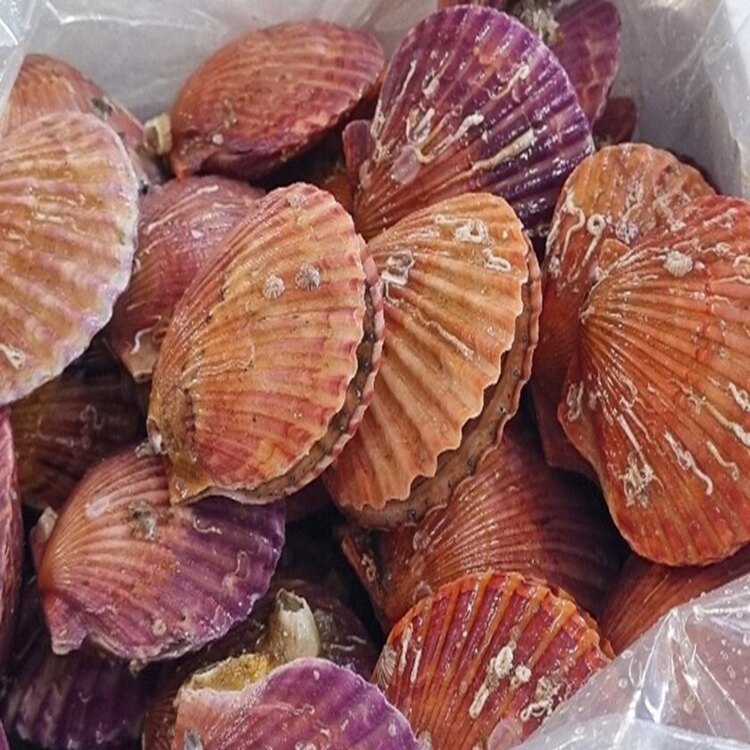 1kg
*日 70kg 한정 이미지