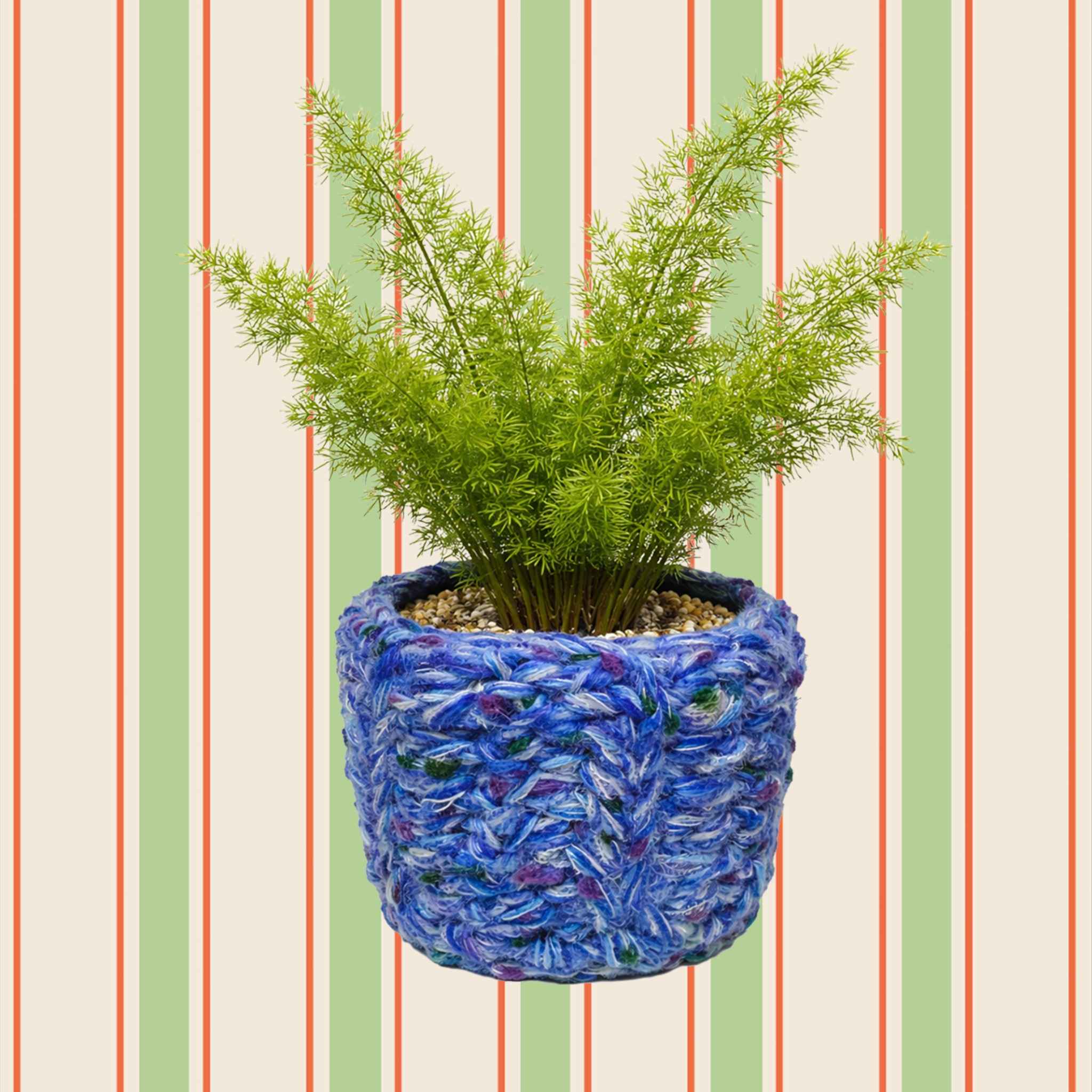 아스파라거스 메이리